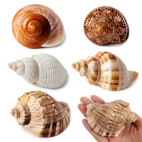 SKOOLOVE 5PCS Große Einsiedlerkrebs Muscheln, Natürliche Meer Muschel Größe 7-10cm, Öffnung Größe 3,8-6,3cm, Turbo Muscheln für Einsiedlerkrebs Zubehör und Strand Dekoration Große Muscheln SKOOLOVE 5PCS Große Einsiedlerkrebs Muscheln, Natürliche Meer Muschel Größe 7-10cm, Öffnung Größe 3,8-6,3cm, Turbo Muscheln für Einsiedlerkrebs Zubehör und Strand Dekoration Große Muscheln von SKOOLOVE