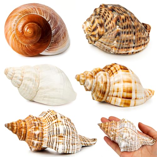 SKOOLOVE 5 Extra Große Muscheln Einsiedlerkrebse Gehäuse, Natürliche Muschel größe 7,6–11,9 cm, Öffnungsgröße 4,1–6,9 cm, Maritime Deko Muscheln, Große Muschel von SKOOLOVE