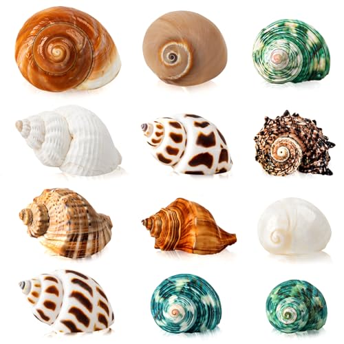 SKOOLOVE 12 pcs Einsiedlerkrebse Gehäuse, Natürliche Meeresmuschel Größe 4-8CM, Große Muscheln Deko, Muscheln für Aquarium, Maritime Deko Muscheln von SKOOLOVE