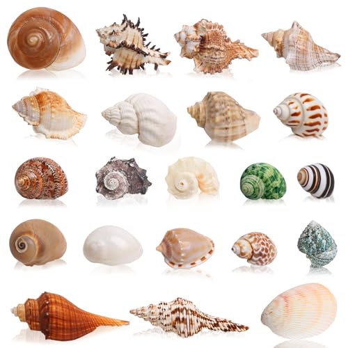 SKOOLOVE 21PCS Einsiedlerkrebs Schalen große Muscheln, Conch Größe 3-10cm, Öffnungsgröße1.2-5cm, meeresmuschel für natürliche Einsiedlerkrebs Lieferungen, große Muscheln für die Dekoration SKOOLOVE 21PCS Einsiedlerkrebs Schalen große Muscheln, Conch Größe 3-10cm, Öffnungsgröße1.2-5cm, meeresmuschel für natürliche Einsiedlerkrebs Lieferungen, große Muscheln für die Dekoration von SKOOLOVE
