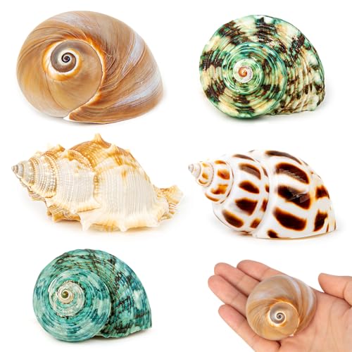 SKOOLOVE 5 PCS Einsiedlerkrebse Gehäuse, Natürliche Meerestuschkugelgröße 5.2-7CM, Öffnungsgröße 2.2-3.8cm, Meeresmuschelgroße Muscheln für die Dekoration SKOOLOVE 5 PCS Einsiedlerkrebse Gehäuse, Natürliche Meerestuschkugelgröße 5.2-7CM, Öffnungsgröße 2.2-3.8cm, Meeresmuschelgroße Muscheln für die Dekoration von SKOOLOVE