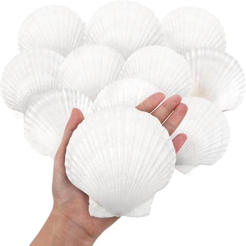 SKOOLOVE 10 Stück Weiße Jakobsmuscheln Natürliches Muscheln Deko Muschel Schale für Handwerk Hochzeit Dekoration Strand Theme Party, Fischtank,DIY(10-12.5cm) von SKOOLOVE