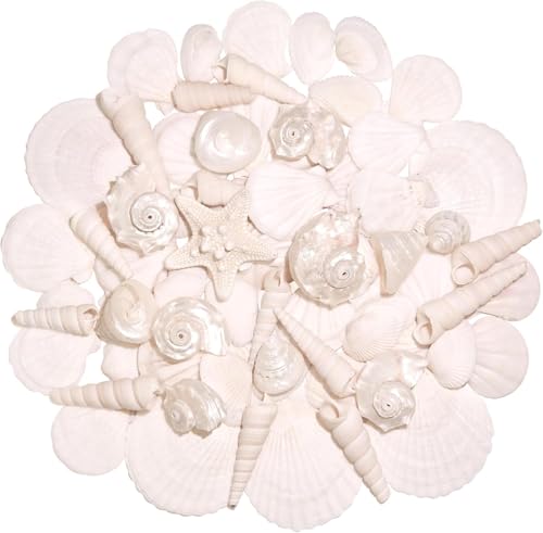 SKOOLOVE Muschel-Set mit gemischten Meeresmuscheln von SKOOLOVE