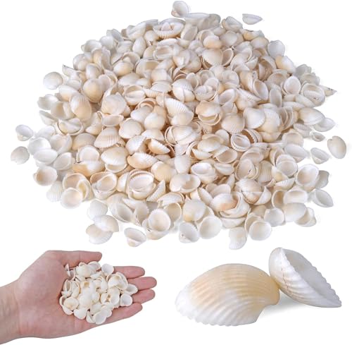 SKOOLOVE 150 Stück Muscheln 2,5-4CM weiße kleine Muscheln zum Basteln, Basteln DIY Malerei Strandung Hochzeit Dekoration, Strand natürliche Muscheln Bulk (300g) von SKOOLOVE