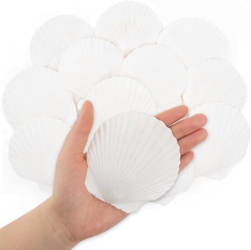 SKOOLOVE 16 Stück Weiße Jakobsmuscheln Natürliches Muscheln Deko Muschel Schale für Handwerk Hochzeit Dekoration Strand Theme Party, Fischtank,DIY(8-10 cm) von SKOOLOVE