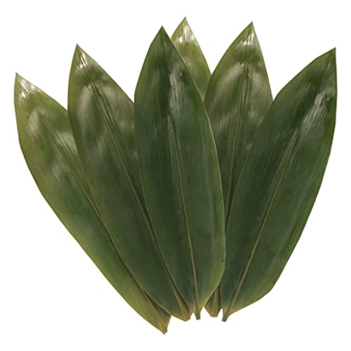 Originale Ökologische Bambusblätter 100 Blätter Natürliche Zongye Pflanzenblätter Für Verschiedene Platten Und Knödel Bambusblätter Originale Ökologische Bambusblätter 100 Blätter Natürliche Zongye Pflanzenblätter Für Verschiedene Platten Und Knödel Bambusblätter von SLXLYH