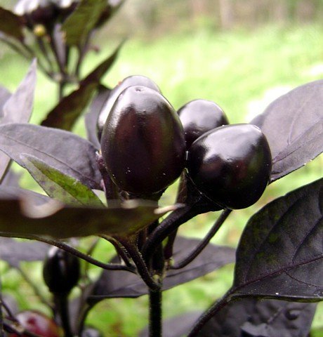 Black Pearl Hot Pepper 10 Samen - Zier/Edible von SVI