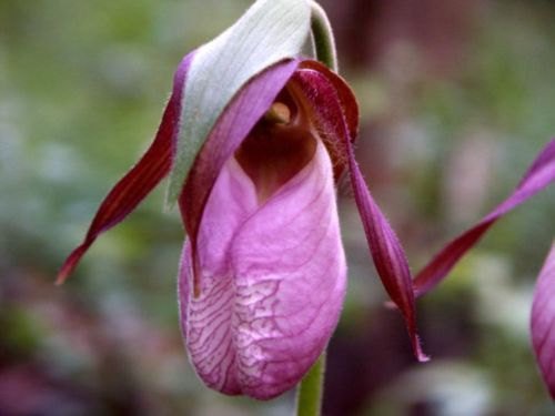 Rosa Frauenschuh Mokassin Blume (Cypripedium acaule) Orchid 200 Seeds von SVI