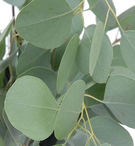 Silver Dollar Eukalyptus 25 Samen - Zimmerpflanze oder Outdoor von SMR