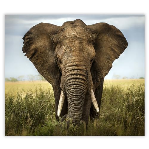 SMTDeco Herdabdeckplatte 60×52 cm – ESG gehärtetes Glas, kratzfest & rutschfest – Spritzschutz & Schneidebrett – für Induktion/Ceranfeld – 1-teilig, Motiv Elefant Grau SMTDeco Herdabdeckplatte 60×52 cm – ESG gehärtetes Glas, kratzfest & rutschfest – Spritzschutz & Schneidebrett – für Induktion/Ceranfeld – 1-teilig, Motiv Elefant Grau von SMTDeco