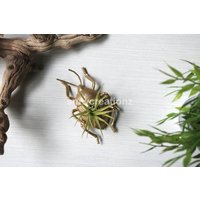 Benutzerdefinierte Bug Mit Luftpflanze Inklusive Raumdekor - Dorm Room Decor Benutzerdefinierte Bug Mit Luftpflanze Inklusive Raumdekor - Dorm Room Decor von SMWCREATIONZ