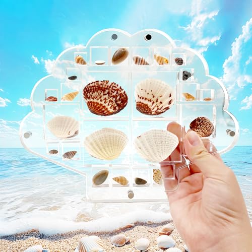 Snail Garden Acryl Magnetische Muschel Vitrine,Muschel Vitrine mit tieferen Raster, 26 Raster Muschel Vitrine,4 Größen Raster Muschel Organizer Box für Display Muschel,Kristall,Schmuck von SNAIL GARDEN