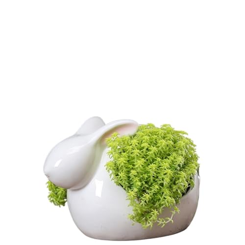 Blumentopf Kaninchen Tier Sukkulenten Blumentopf, Schreibtisch weiß Porzellan Blumentopf, Wohnkultur Ornamente Moderne einfache Blumentopf(Size:M) von SOBOLON