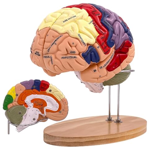 Menschliches Gehirn Modell für Anatomie Neuroanatomie, 2X Lebensgroßes Zerlegbar Bunt Anatomie Modell 4-Teiliges Human Brain Model für Medizinisches Lehren, Bildung, Display Menschliches Gehirn Modell für Anatomie Neuroanatomie, 2X Lebensgroßes Zerlegbar Bunt Anatomie Modell 4-Teiliges Human Brain Model für Medizinisches Lehren, Bildung, Display von SOEPOTIX