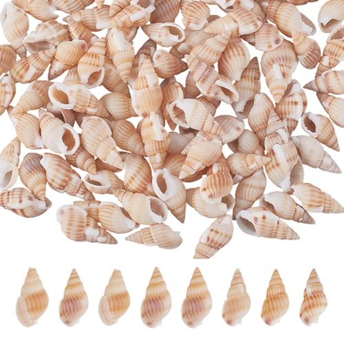 SOFPLATE 1 Box 500 Stück Winzige Muscheln Große Muschelschale Klein Ohne Loch Geburtstag Miniatur Peru Strand Ozean Trompete Natürliche Schnecke Spirale Aquarium Ornament Für Hochzeit Party Vasenfülle SOFPLATE 1 Box 500 Stück Winzige Muscheln Große Muschelschale Klein Ohne Loch Geburtstag Miniatur Peru Strand Ozean Trompete Natürliche Schnecke Spirale Aquarium Ornament Für Hochzeit Party Vasenfülle von SOFPLATE