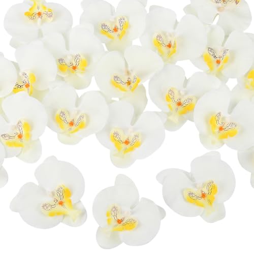 SOFPLATE 20 Stück Künstliche Orchideenköpfe Mini KunstBlumenn Weißes Seidentuch Phalaenopsis SchmetterlingsBlumenn Für Hochzeit Brautparty Tischdekoration Kuchendekoration Blumennstrauß Girlande Stirn SOFPLATE 20 Stück Künstliche Orchideenköpfe Mini KunstBlumenn Weißes Seidentuch Phalaenopsis SchmetterlingsBlumenn Für Hochzeit Brautparty Tischdekoration Kuchendekoration Blumennstrauß Girlande Stirn von SOFPLATE