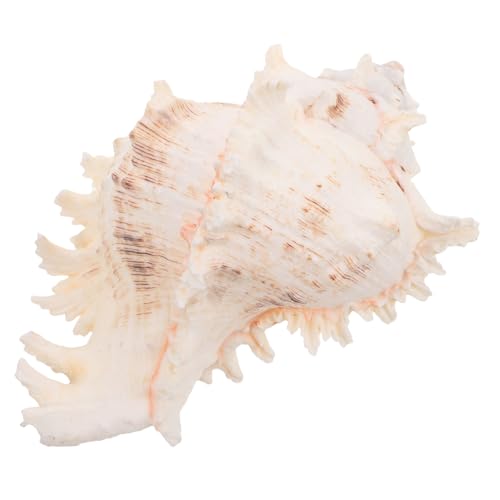 SOIMISS Große Natürliche Meeresschnecke Authentische Muschel für Strand Dekoration DIY Basteln Vase Füller Aquarium Ornament Party und Wohnraumgestaltung SOIMISS Große Natürliche Meeresschnecke Authentische Muschel für Strand Dekoration DIY Basteln Vase Füller Aquarium Ornament Party und Wohnraumgestaltung von SOIMISS