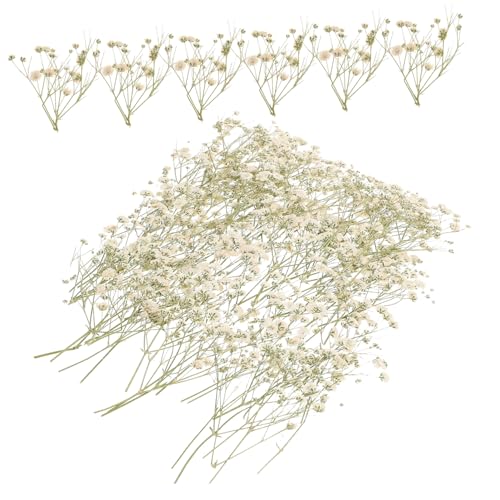 SOIMISS Trockenblumenstrauß Schleierkraut Getrocknet Natürliches DIY Bastelmaterial für Vase Hochzeitsdeko Langlebige Zarte Trockenblumen Bündel ohne Pflegebedarf SOIMISS Trockenblumenstrauß Schleierkraut Getrocknet Natürliches DIY Bastelmaterial für Vase Hochzeitsdeko Langlebige Zarte Trockenblumen Bündel ohne Pflegebedarf von SOIMISS