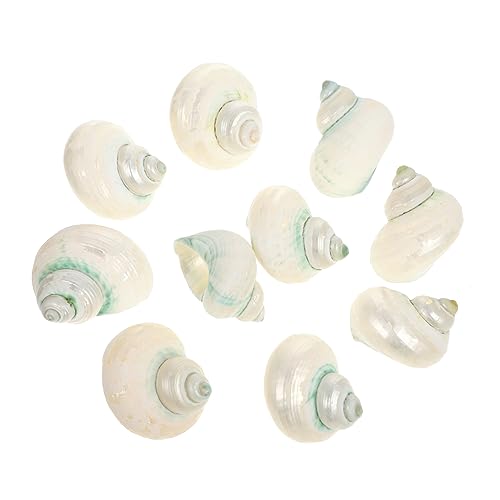 SOLUSTRE 1 Satz Muschel-einsiedlerkrebs-Schale Muschelmaterialien Aquarium Muschel Aquarium-muscheldekore Tank Hülse Aquarienverzierung Natur Muschel Weiß 10 Stück SOLUSTRE 1 Satz Muschel-einsiedlerkrebs-Schale Muschelmaterialien Aquarium Muschel Aquarium-muscheldekore Tank Hülse Aquarienverzierung Natur Muschel Weiß 10 Stück von SOLUSTRE