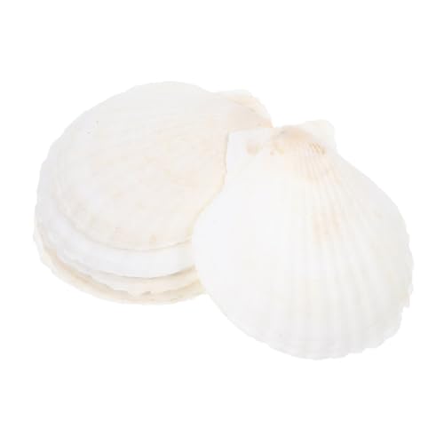 SOLUSTRE 10 Stück Teiliges Weißes Jakobsmuscheln Set Natürliche Muschelschalen für DIY Bastelprojekte Vasenfüllung und Aquariumdekoration Strand und Meeresthema Verzierung von SOLUSTRE