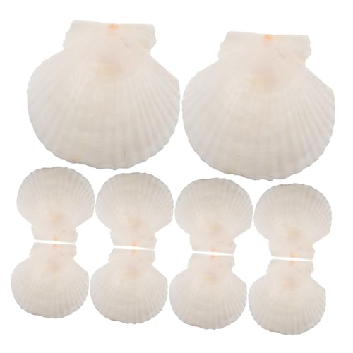 SOLUSTRE 21 Stück Teiliges Set Natürliche Muscheln zur Dekoration für DIY Projekte und Aquarien Scallops für Kreative Bastelarbeiten Wohnaccessoires und Strand Themen Dekorationen von SOLUSTRE