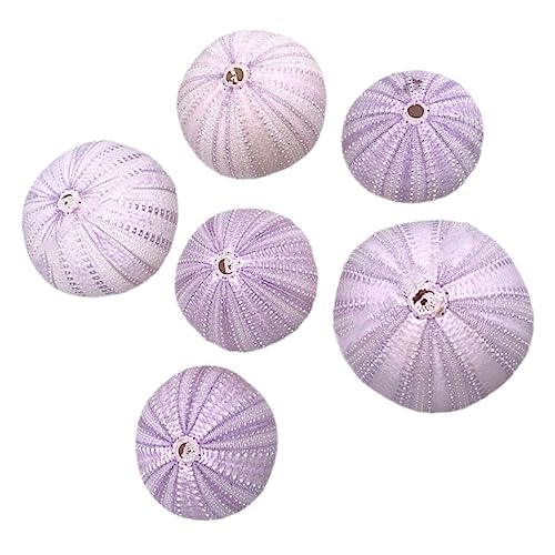 SOLUSTRE 6 Stück Conch Bonsai Dekoration Muscheln Aquarium Muschel Dekorationen Fisch Tank Muschel Blumentopf Meer Tischdekor Muschel Ornament Meer Dekore Wohndekor SOLUSTRE 6 Stück Conch Bonsai Dekoration Muscheln Aquarium Muschel Dekorationen Fisch Tank Muschel Blumentopf Meer Tischdekor Muschel Ornament Meer Dekore Wohndekor von SOLUSTRE