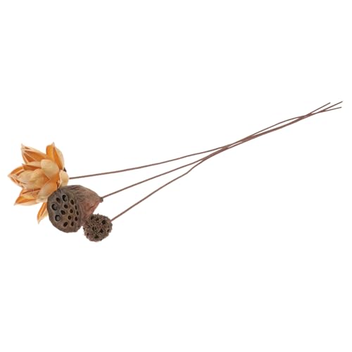SOLUSTRE Getrocknete Lotusblume mit Stiel Deko Floral Arrangement Chinesischer Stil Zen Hochzeit Tischdeko Langlebig Pflegeleicht SOLUSTRE Getrocknete Lotusblume mit Stiel Deko Floral Arrangement Chinesischer Stil Zen Hochzeit Tischdeko Langlebig Pflegeleicht von SOLUSTRE