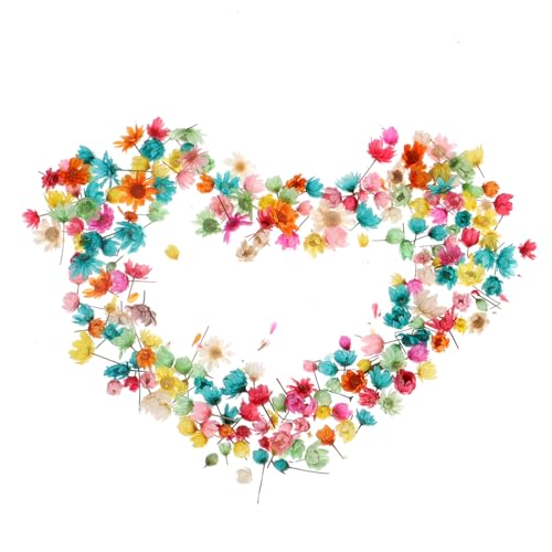 SOLUSTRE Kleine Getrocknete Blumen Mix für DIY Kunsthandwerk Rosa Trockenblumen Natürliche Gepresste Blüten für Kerzen Handyhüllen Scrapbooking und Kreative Dekorationen von SOLUSTRE