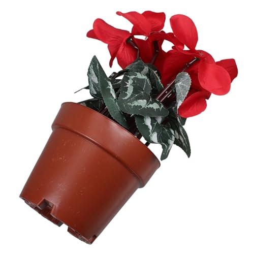 SOLUSTRE Künstliche Alpenveilchen im Topf Pflegeleichte Blumentopfpflanze für Lebendige Heimdekoration für Wohnzimmer Schlafzimmer Büro und Hochzeiten Ewiges SOLUSTRE Künstliche Alpenveilchen im Topf Pflegeleichte Blumentopfpflanze für Lebendige Heimdekoration für Wohnzimmer Schlafzimmer Büro und Hochzeiten Ewiges von SOLUSTRE