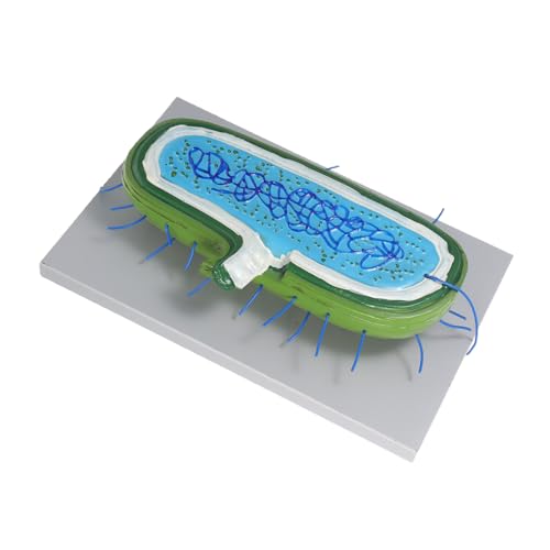 SOLUSTRE Nucleus -Modell Demonstrationsmodell Zellstrukturmodell menschliches Zellmodell wissenschaftliches Wissenschaftsmodell mikrobiologisches Modell Zellkernmodell SOLUSTRE Nucleus -Modell Demonstrationsmodell Zellstrukturmodell menschliches Zellmodell wissenschaftliches Wissenschaftsmodell mikrobiologisches Modell Zellkernmodell von SOLUSTRE