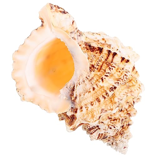 SOLUSTRE Schalen für das Handwerk natürliches Muscheldekor Muscheln für Aquarium Muschel große Muscheln Aquarium Shell Dekoration exquisites Muschelhandwerk Hülse von SOLUSTRE