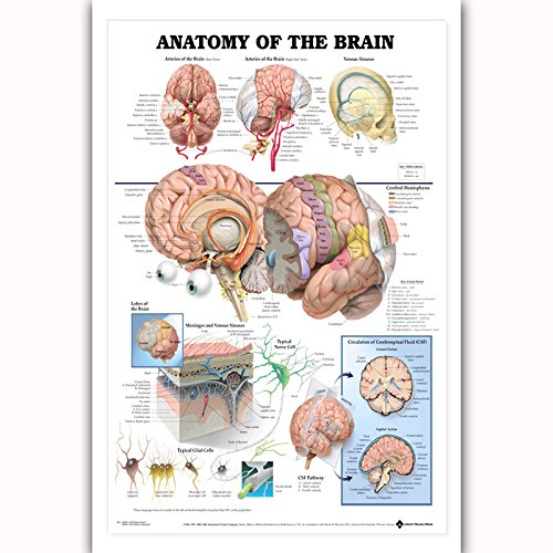 SONSAN Anatomie des Gehirns Poster Anatomische Chart menschlichen Körper, Medizinische Bildung von SONSAN