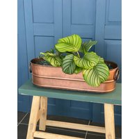Xxl Blumenkasten I Zint Handarbeit 60 X 20 19cm Vintage Retro Blumentopf Handmade Copper True Decor 60S Germany Xxl Blumenkasten I Zint Handarbeit 60 X 20 19cm Vintage Retro Blumentopf Handmade Copper True Decor 60S Germany von SOSOSCHOEN