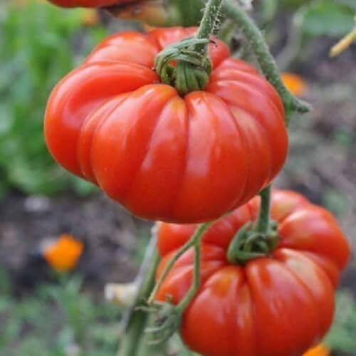 Montserrat Tomatensamen – Erbstück-Beefsteak-Tomaten-Pflanzensamen von SPECIALITYSEEDS.COM