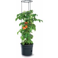 Tomaten Pflanztopf rund mit Rankhilfe - 153 x 29 cm - Anwuchshilfe mit integriertem Bewässerungsboden - Pflanz Turm für Rankgewächse Höhe 4-fach Tomaten Pflanztopf rund mit Rankhilfe - 153 x 29 cm - Anwuchshilfe mit integriertem Bewässerungsboden - Pflanz Turm für Rankgewächse Höhe 4-fach von SPETEBO