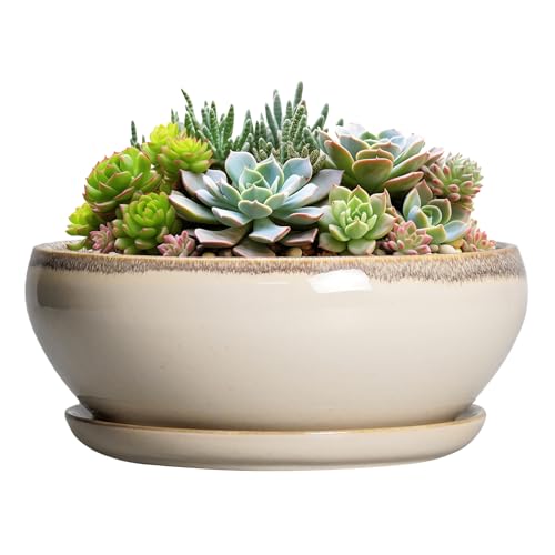 SQOWL Sukkulententententöpfe 20,3 cm – Bonsai-Töpfe aus Keramik für Zimmerpflanzen, runder flacher Blumentopf mit Ablaufloch und Untersetzer, Schalen-Pflanzgefäß für den Außenbereich von SQOWL