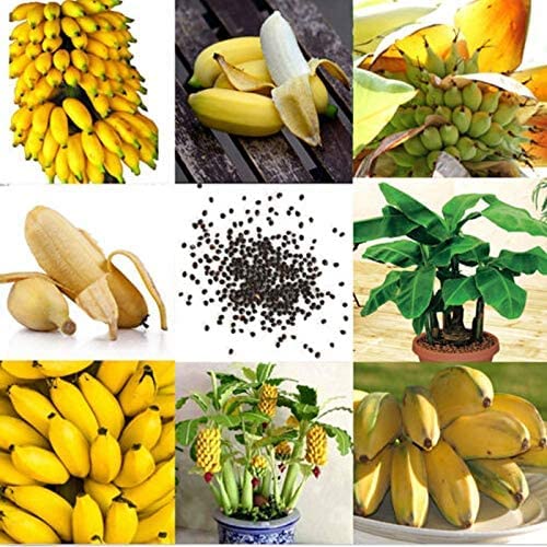 Banana Baum Samen 100Pcs Seltene Zwerg Banane Baum Samen Mini Bonsai Samen Exotichome Garten Pflanzen von SRB