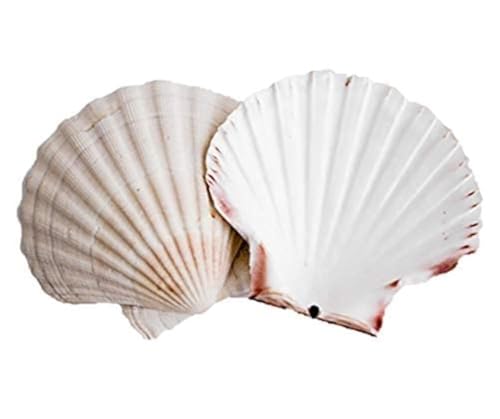 Avalon Cosmetic Packaging Muschelschalen, flach, extra groß, 10-13 cm, 6 Stück von Avalon Cosmetic Packaging