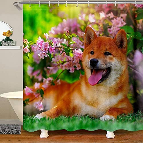 Duschvorhang 180x180 Japanischer Shiba Inu, 3D Drucken Shower Curtains Textil Anti Schimmel Wasserdicht Duschvorhänge Badewanne Stoff Polyester Waschbar Vorhang mit 12 Haken Duschvorhang 180x180 Japanischer Shiba Inu, 3D Drucken Shower Curtains Textil Anti Schimmel Wasserdicht Duschvorhänge Badewanne Stoff Polyester Waschbar Vorhang mit 12 Haken von SSCDDC