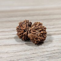 Brauner Gauri Shankar Rudraksha/Gouri Sankar Rudraksh Nepal Perlenlabor Zertifiziert | 20 Mm Ca von SSGJewelryCo