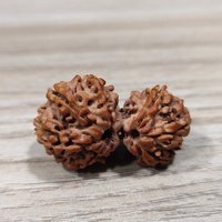 Gauri Shankar Rudraksha/Gouri Sankar Rudraksh Nepal Bead Lab Zertifizierte Gebetsperle Gauri Shankar Rudraksha/Gouri Sankar Rudraksh Nepal Bead Lab Zertifizierte Gebetsperle von SSGJewelryCo