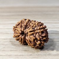 Nepal Gauri Shankar Rudraksha/11 Gesicht | Mukhi Rudraksha 15mm | Braun Mit Lab Zertifikat, Gebetsperlen Nepal Gauri Shankar Rudraksha/11 Gesicht | Mukhi Rudraksha 15mm | Braun Mit Lab Zertifikat, Gebetsperlen von SSGJewelryCo