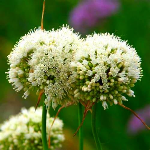 Allium-Zwiebeln (Lauchgewächse) - Winterharte & Mehrjährige Zierzwiebeln für Garten & Kübel - Schalotten-ähnliche Blütenpflanzen-10 zwiebeln-D von SSNSFX