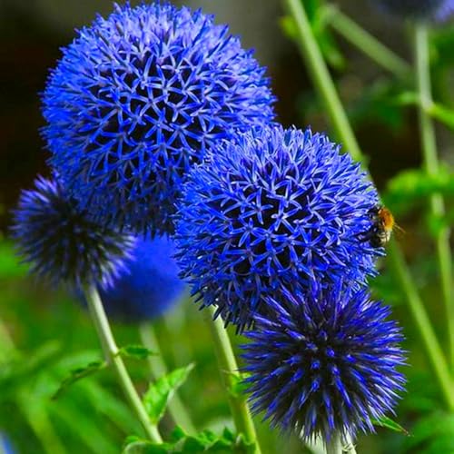 Allium-Zwiebeln (Lauchgewächse) - Winterharte & Mehrjährige Zierzwiebeln für Garten & Kübel - Schalotten-ähnliche Blütenpflanzen-6 zwiebeln-B von SSNSFX