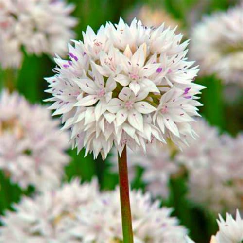 Allium-Zwiebeln (Lauchgewächse) - Winterharte & Mehrjährige Zierzwiebeln für Garten & Kübel - Schalotten-ähnliche Blütenpflanzen-8 zwiebeln-A von SSNSFX