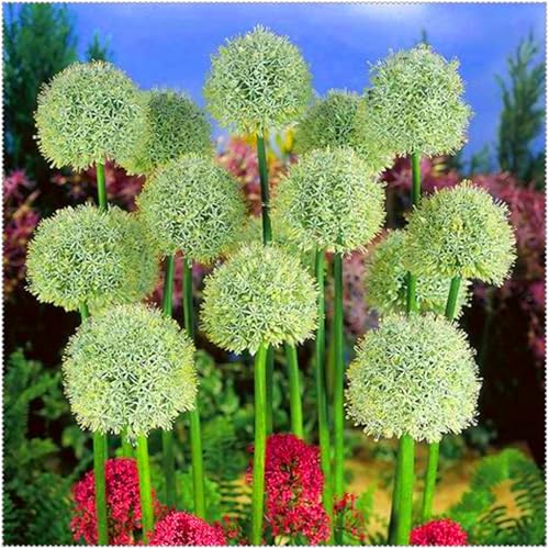 Allium grandiflorum ist eine winterharte, mehrjährige Allium-Art. Sie lässt sich leicht züchten und kann in Töpfen gezogen oder als Zierblume verwendet werden.-15 Wurzel-A von SSNSFX