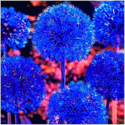Allium grandiflorum ist eine winterharte, mehrjährige Allium-Art. Sie lässt sich leicht züchten und kann in Töpfen gezogen oder als Zierblume verwendet werden.-15 Wurzel-F von SSNSFX
