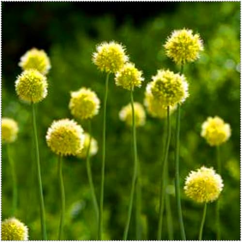 Allium grandiflorum ist eine winterharte, mehrjährige Allium-Art. Sie lässt sich leicht züchten und kann in Töpfen gezogen oder als Zierblume verwendet werden.-15 Wurzel-H von SSNSFX