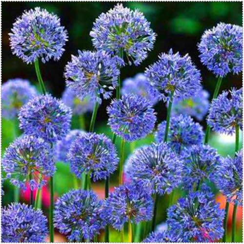 Allium grandiflorum ist eine winterharte, mehrjährige Allium-Art. Sie lässt sich leicht züchten und kann in Töpfen gezogen oder als Zierblume verwendet werden.-4 Wurzel-B Allium grandiflorum ist eine winterharte, mehrjährige Allium-Art. Sie lässt sich leicht züchten und kann in Töpfen gezogen oder als Zierblume verwendet werden.-4 Wurzel-B von SSNSFX