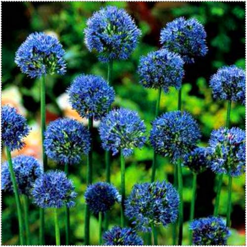 Allium grandiflorum ist eine winterharte, mehrjährige Allium-Art. Sie lässt sich leicht züchten und kann in Töpfen gezogen oder als Zierblume verwendet werden.-6 Wurzel-C Allium grandiflorum ist eine winterharte, mehrjährige Allium-Art. Sie lässt sich leicht züchten und kann in Töpfen gezogen oder als Zierblume verwendet werden.-6 Wurzel-C von SSNSFX